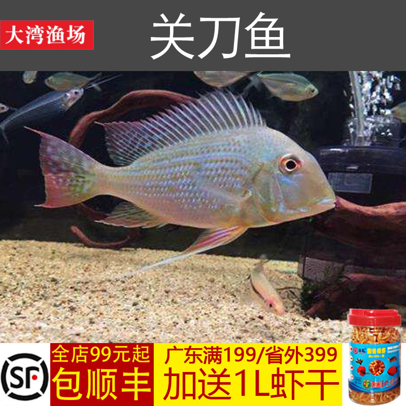 大湾渔场南美美食土鲷刀鱼朱巴丽关刀中大型慈鲷鱼
