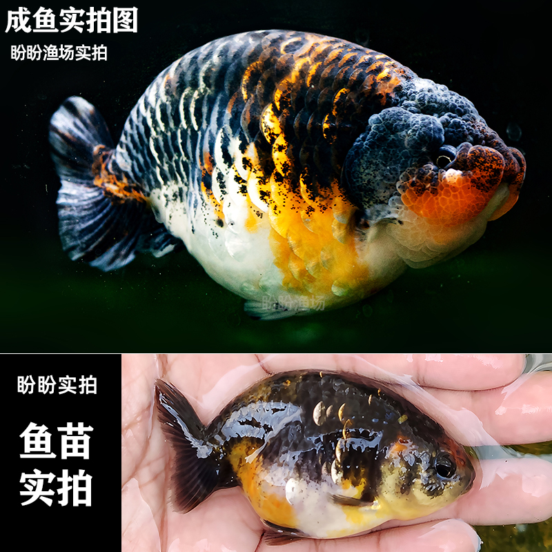 兰寿金鱼精品淡水活鱼观赏鱼招财水墨玉兔重墨鱼