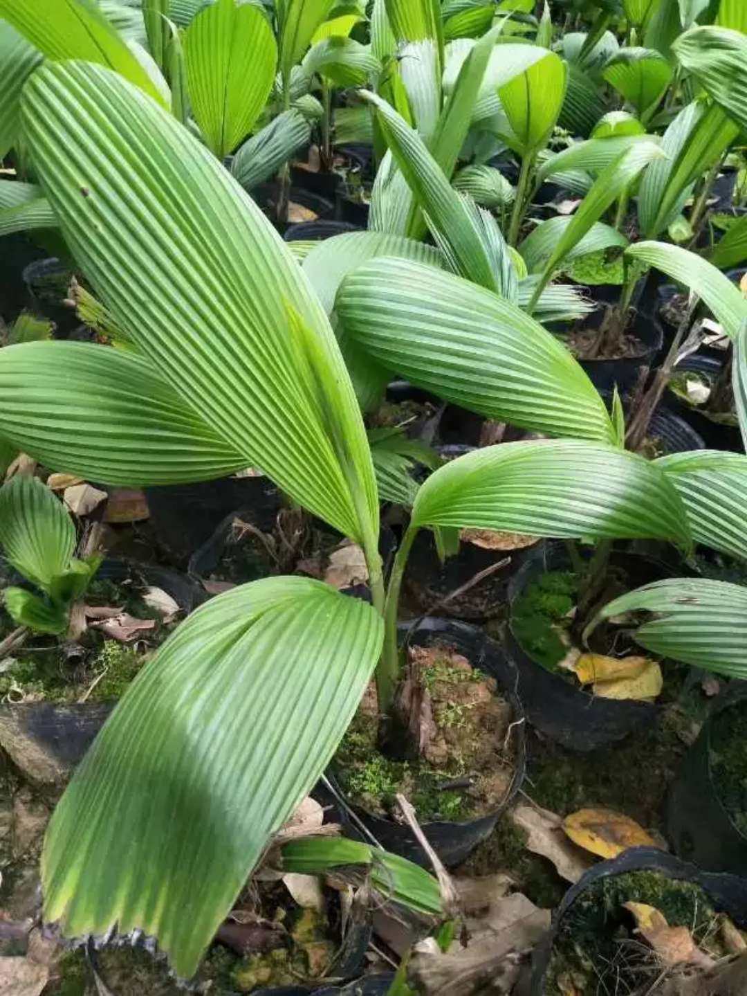 苗木大叶仙茅工程工程用用地庭院地被绿植道路绿植