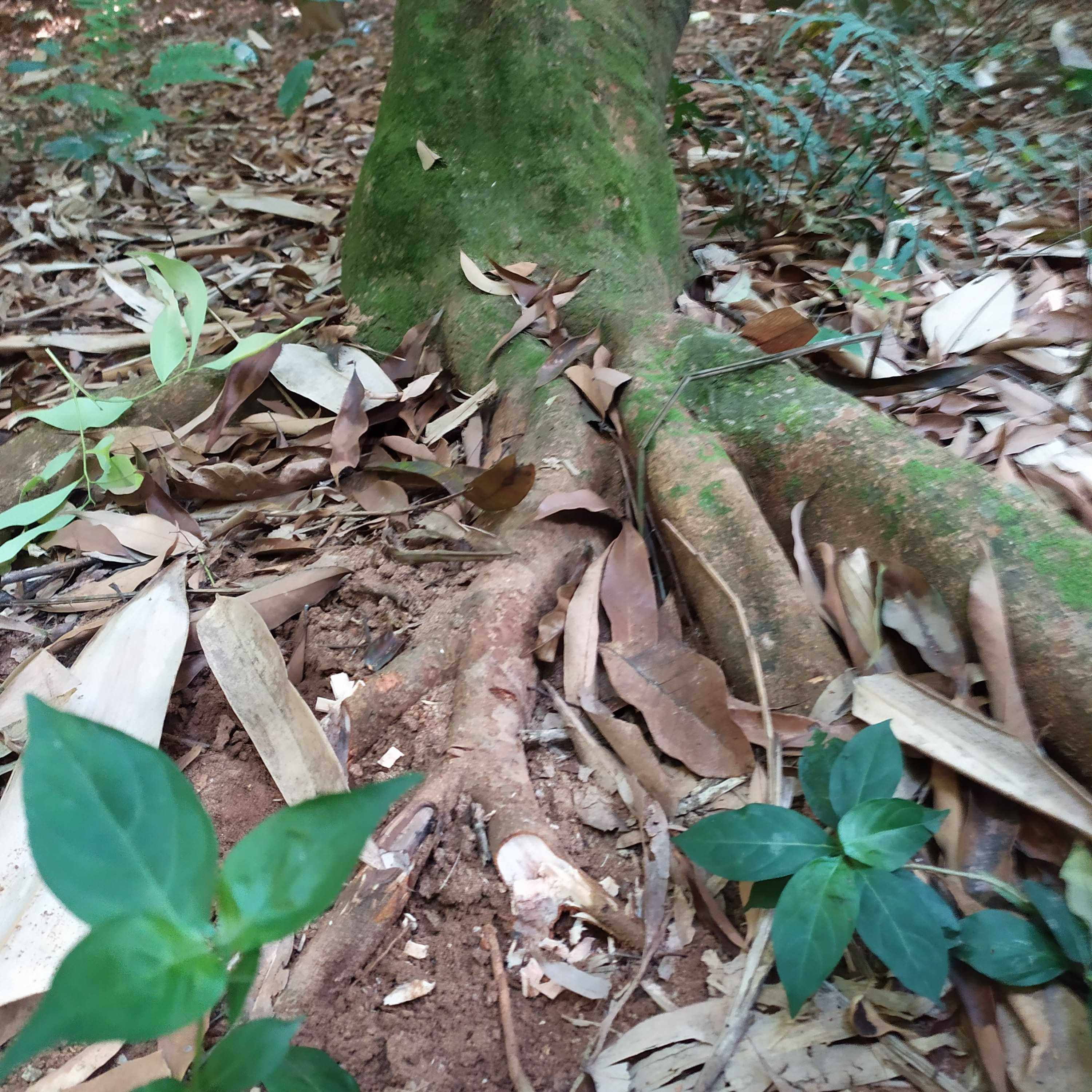 新鲜荔枝树根500g现挖老树农技服务