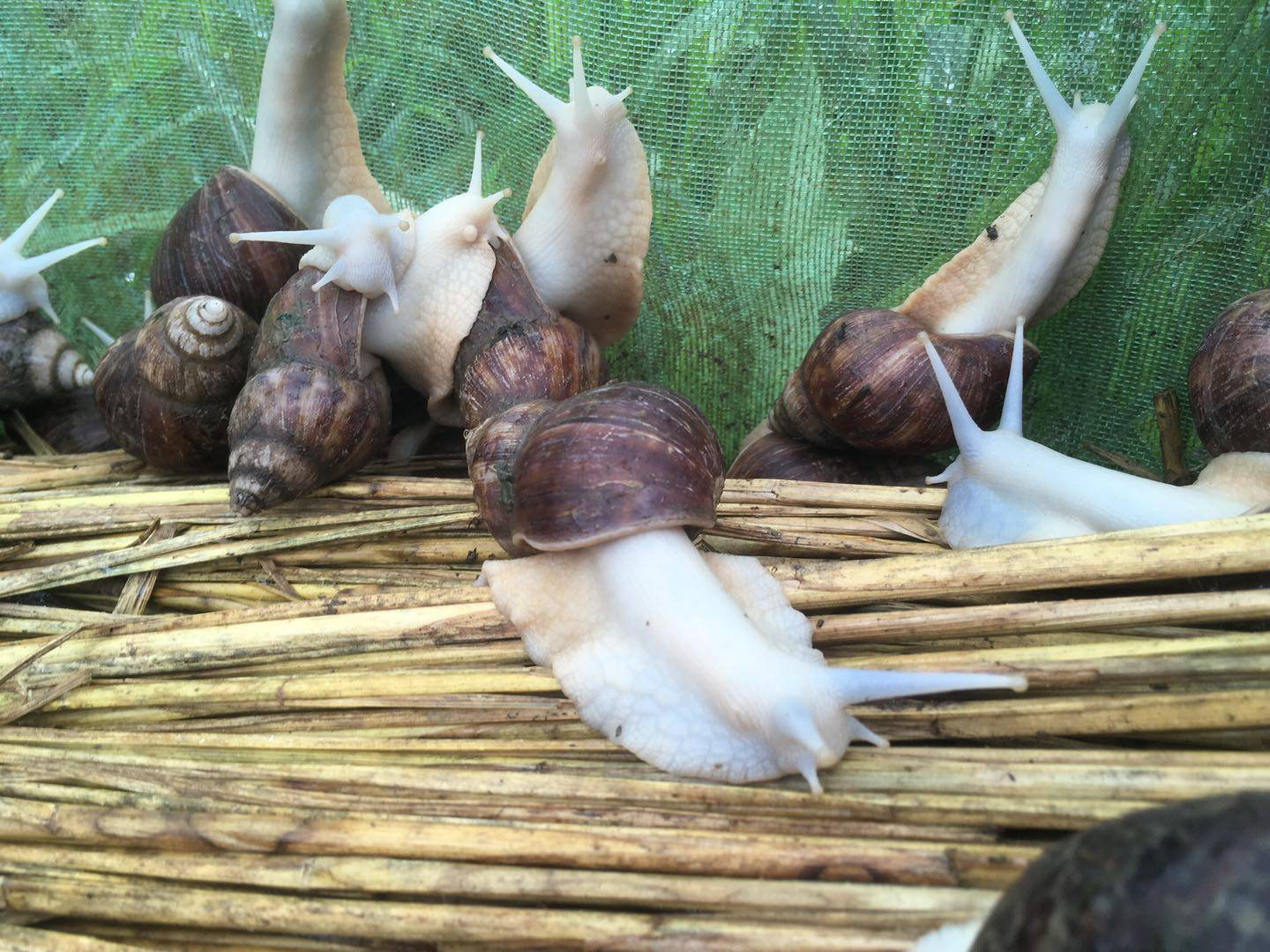 宠物活体白玉蜗牛食用养殖观赏教学生物实验螺