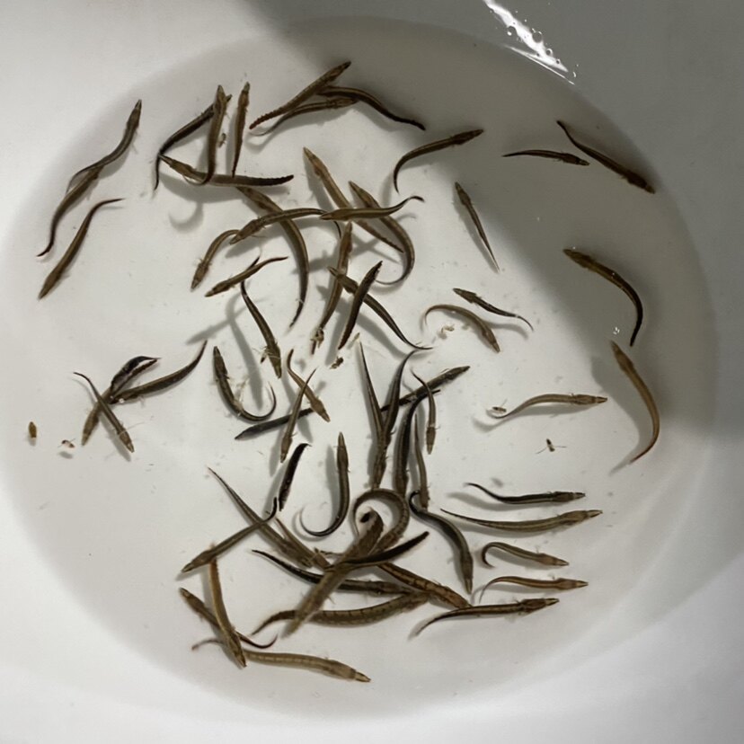 中华华大刺鳅鱼苗刀鳅沙鳅新品原生溪流观赏鱼