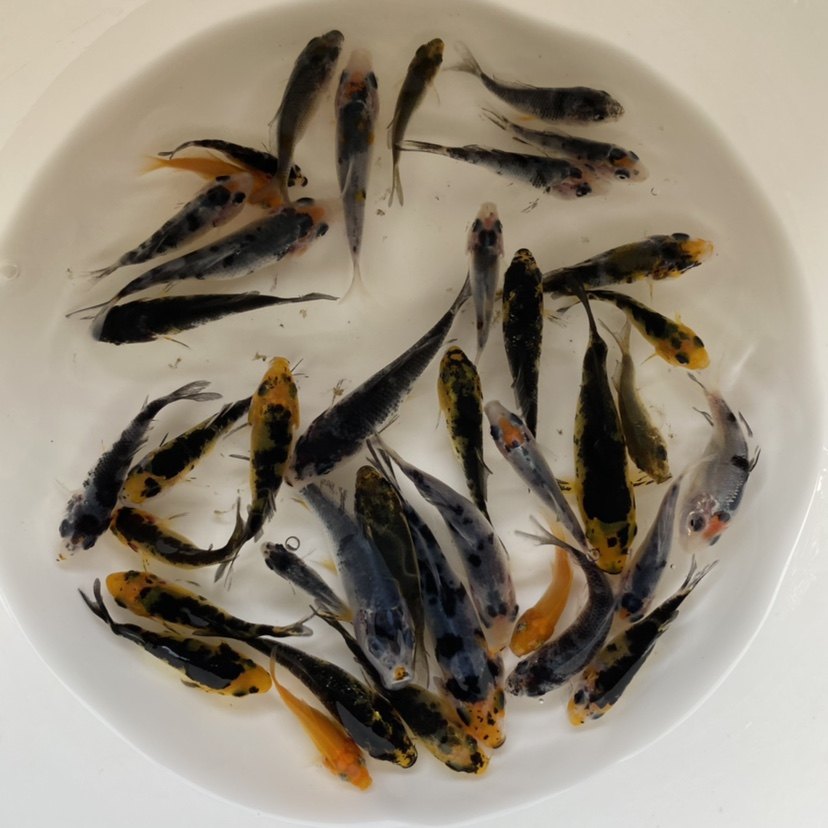 锦鲤鱼苗红白大正三色白写火鲤昭观赏放生鱼