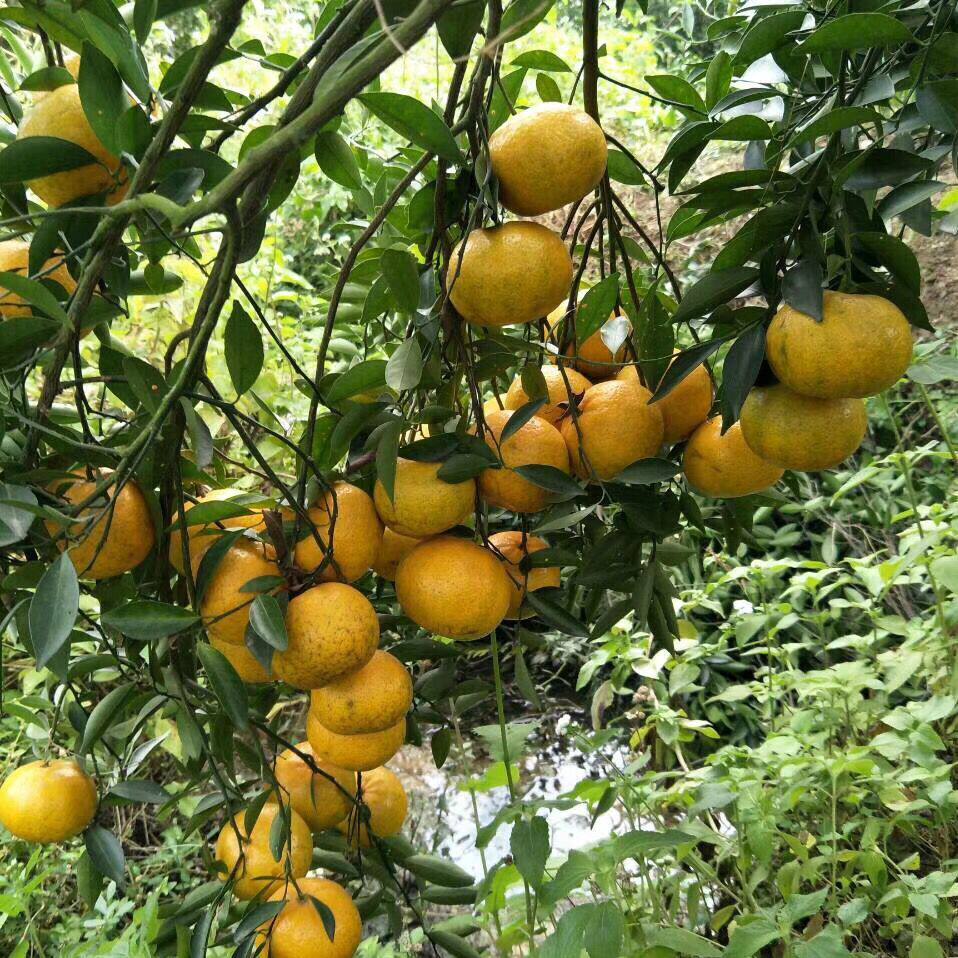 鲜果2020年自家果园正宗新会小青陈皮新鲜果原产地桔子