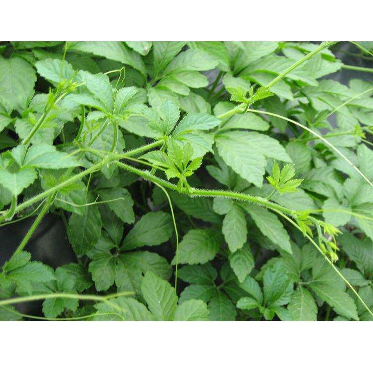 野生药用龙须草九叶七叶2株正宗25公分种苗种子养生茶