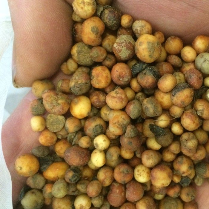 2022年500克野外新鲜地下明珠落地珍珠落地珍珠茅膏菜根一粒金丹