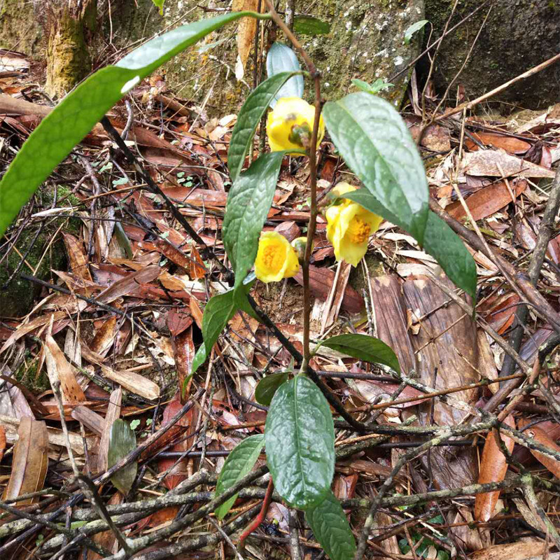 广西防城金花茶原生野生树苗带花苞 盆栽正品名贵珍稀山茶花植物