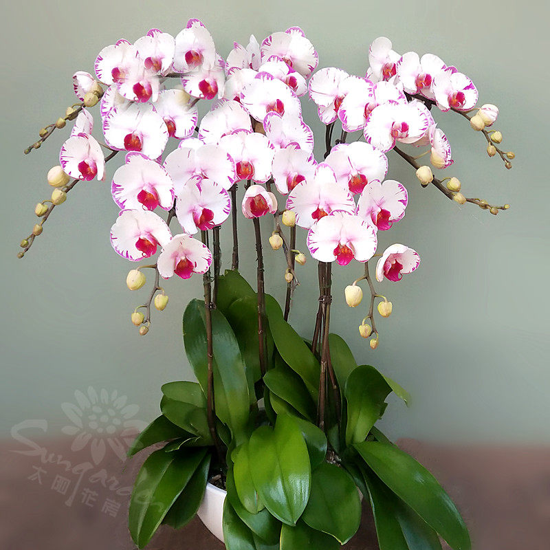 蝴蝶兰白花红心盆栽花卉客厅办公室兰花开业生日时令草本花卉