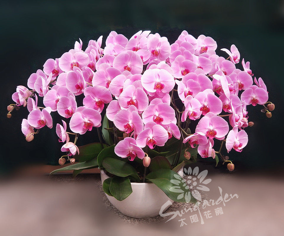 送礼蝴蝶兰粉色盆栽高档花卉北京鲜花速递包邮六环时令草本花卉