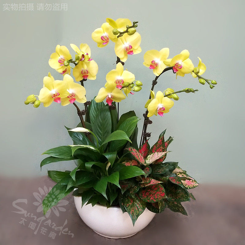 蝴蝶兰彩色混搭盆栽花卉花期长生日开业乔迁送礼花卉