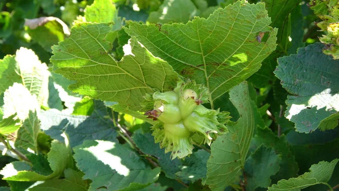 榛子野生满减薄皮铁岭特产东北250g小于手拍榛子