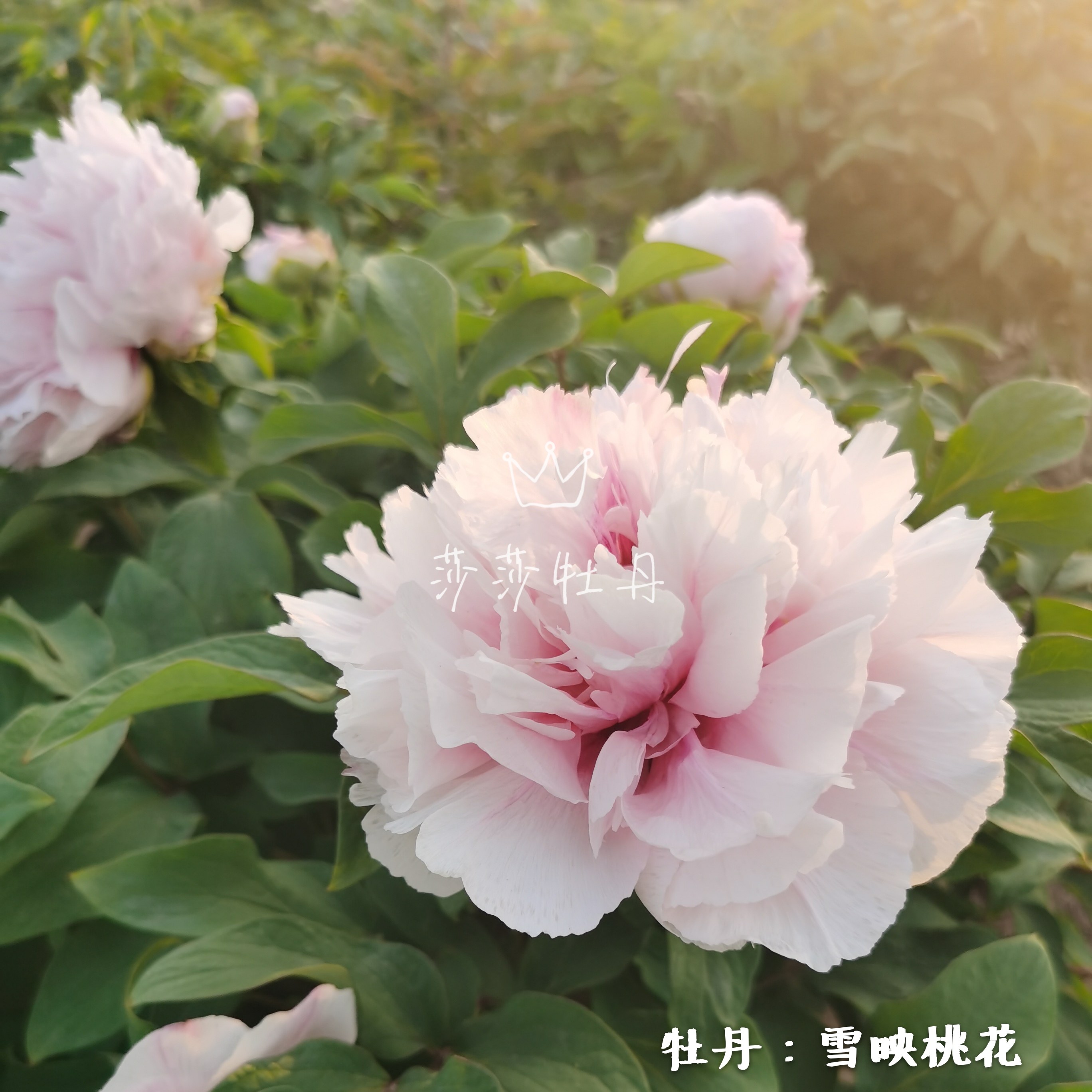 菏泽正宗观赏牡丹正品重瓣地庭院盆栽阳台花卉花卉