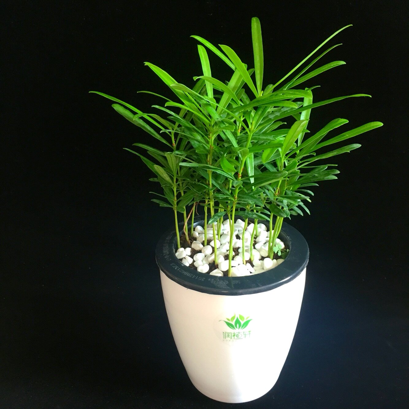 日本罗汉松土培水培植植物创意小盆盆栽办公室绿植