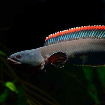 雷龙鱼龙鱼辽国巴卡鬼王七彩奶茶黄金眼蛇头眼镜蛇鱼