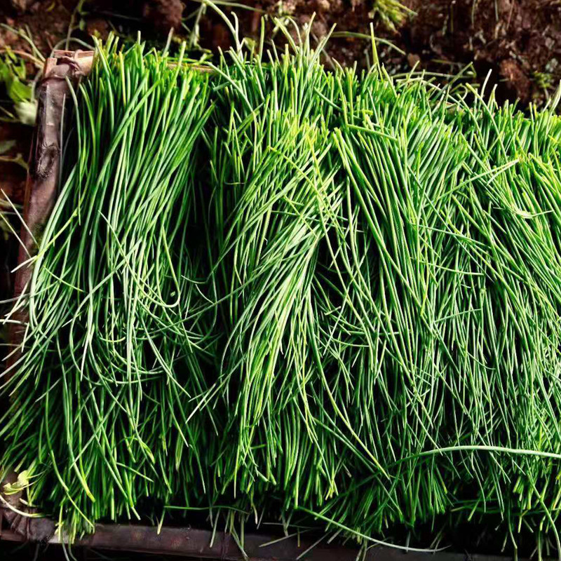 民勤特产新鲜沙葱5斤包邮小野葱大漠野菜独有温室培育沙葱种子