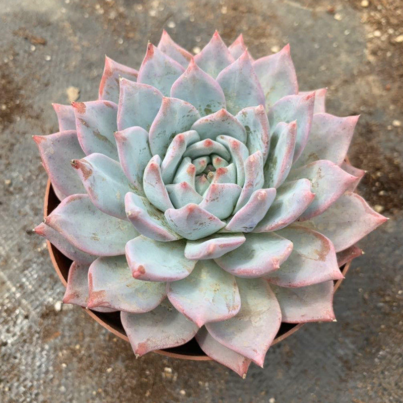 超大厚叶蓝鸟大颗多肉植物防辐射新手好养盆栽多肉植物