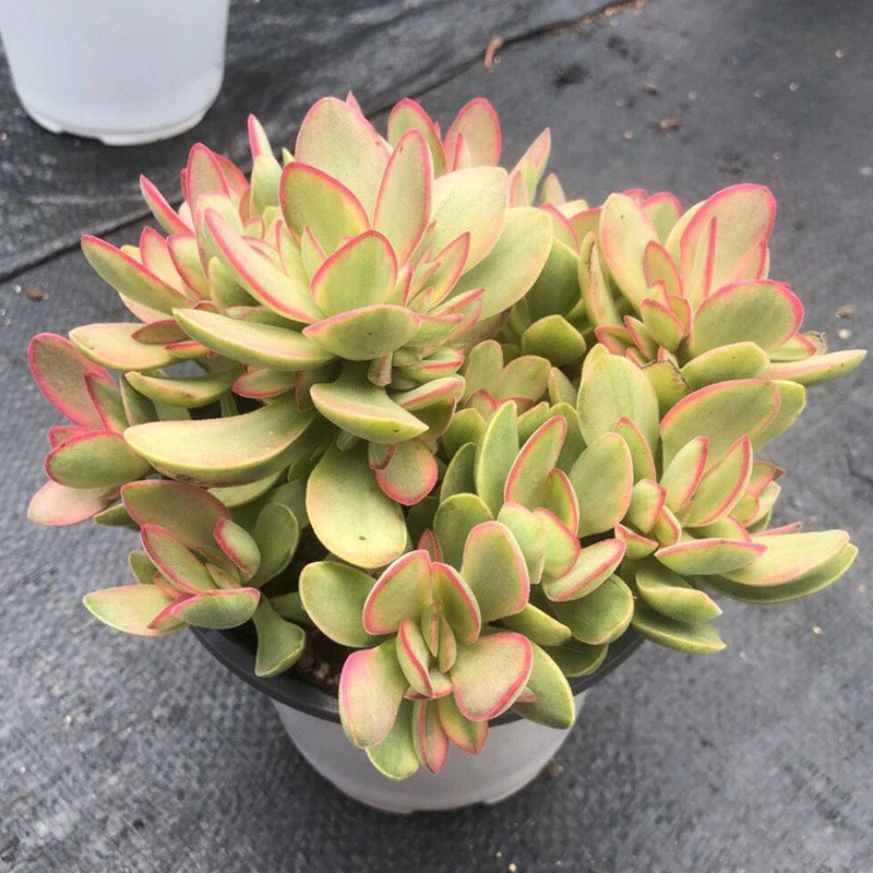 茗居园艺朝霞锦多植物实物拍摄群生木质化老桩多肉植物