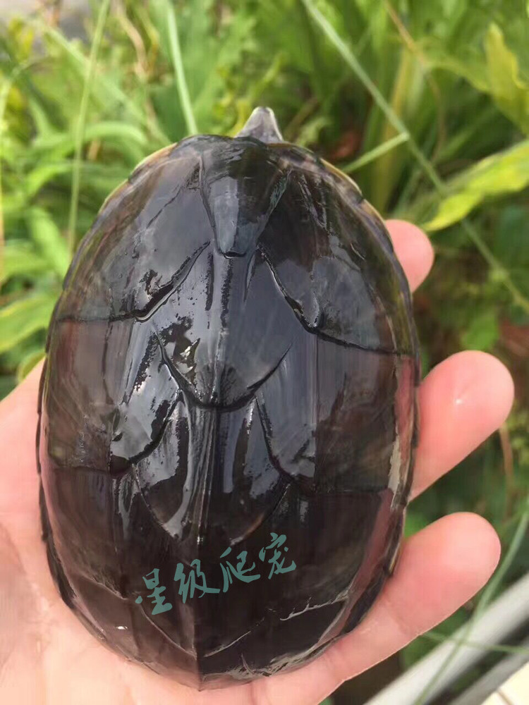 龟苗活体观赏麝香剃刀蛋龟深水小乌龟活物小宠龟
