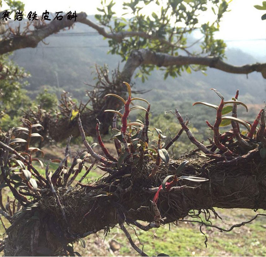 浙江乐清铁皮石斛树上连根拔大丛红铁花苞裸根绿植