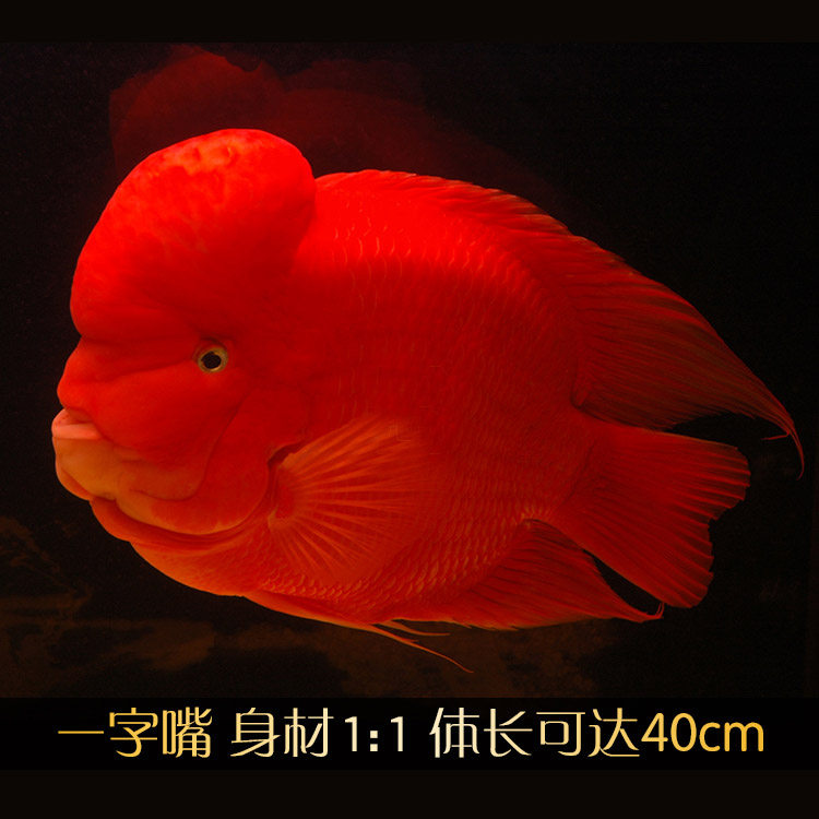台湾起头财神鹦鹉鱼大型活体血红发财鱼热带观赏小型元宝鱼苗套餐
