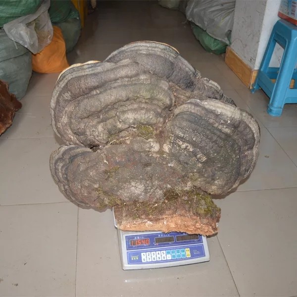 灵芝盆景树舌野生大灵摆件特大巨型观赏艺术品灵芝制品