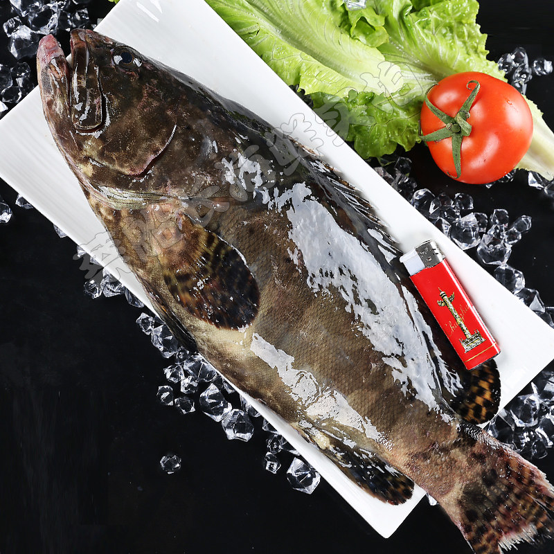 龙胆石斑鱼海鲜水产鲜活深海海鱼新鲜斑鱼