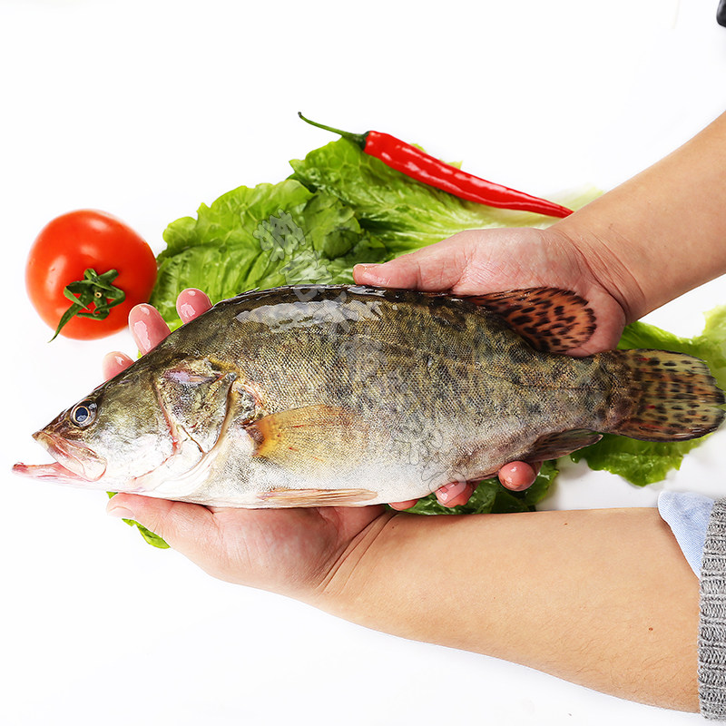 蔡船长当天海捕海鲜水产海鳜鱼鲜活海桂花鱼生猛松鼠桂鱼 500g