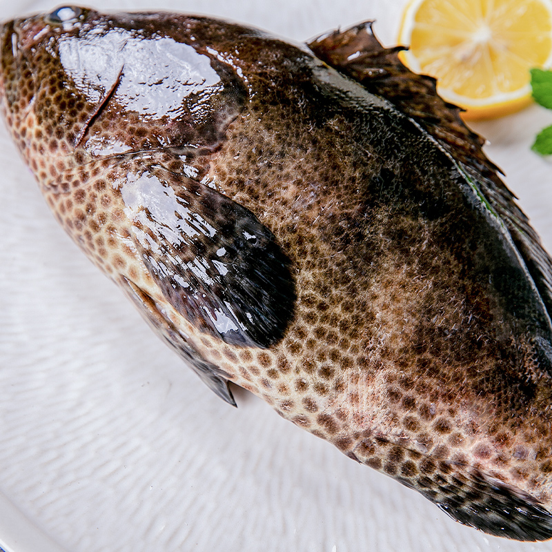 蔡船长厦门海鲜水产海鱼野生石斑鱼当天海捕生猛老虎斑每条1-2斤