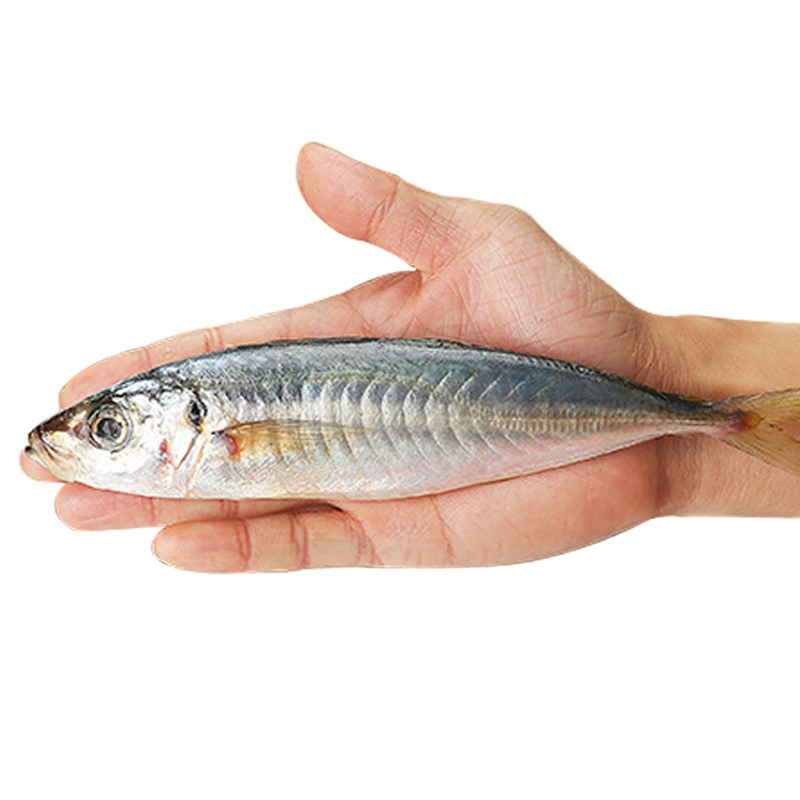 蔡船长当天海捕新鲜水产野生海鱼 福建巴浪鱼 新鲜鳀鱼提鱼500g