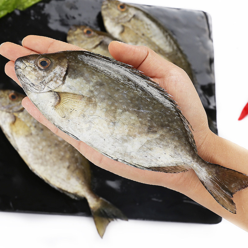 蔡船长海鲜水产海鱼新鲜泥猛鱼野生秋叶鱼艾鱼娘鱼篮子鱼1斤4-5条