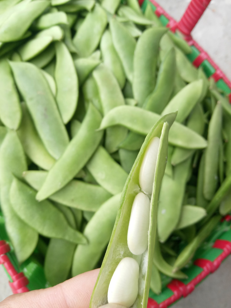 新鲜白玉上饶特产农家蔬菜带壳三清玉山豆夹其它