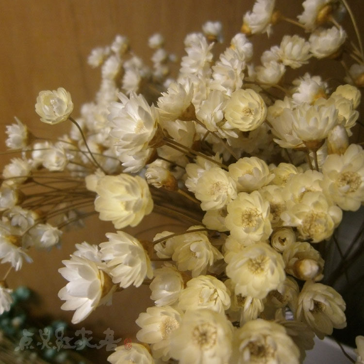 星花瓣花满巴西巴西天星干花拍摄小雏菊干花