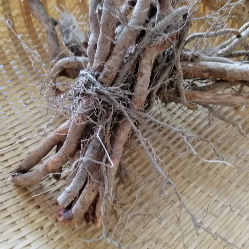 下单现挖山苍子根 新鲜山仓子根野生木姜子 草几渣山鸡椒药膳美食