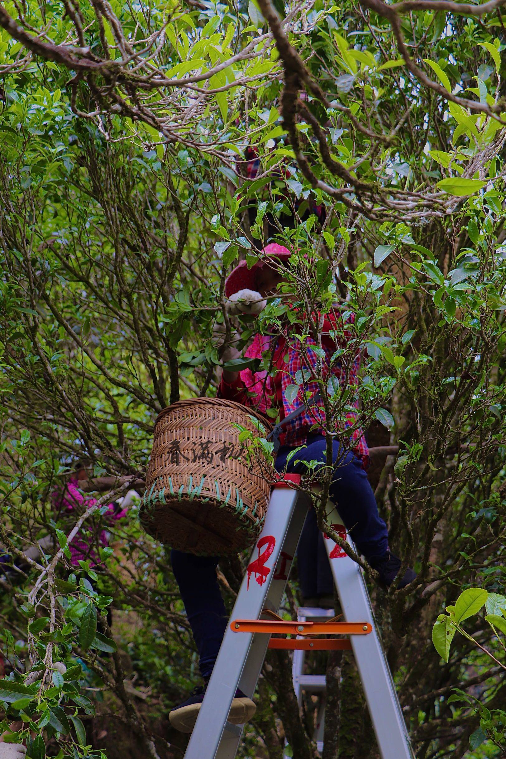 单丛老枞八仙42g乌岽年老茶树古树凤凰凤凰单丛