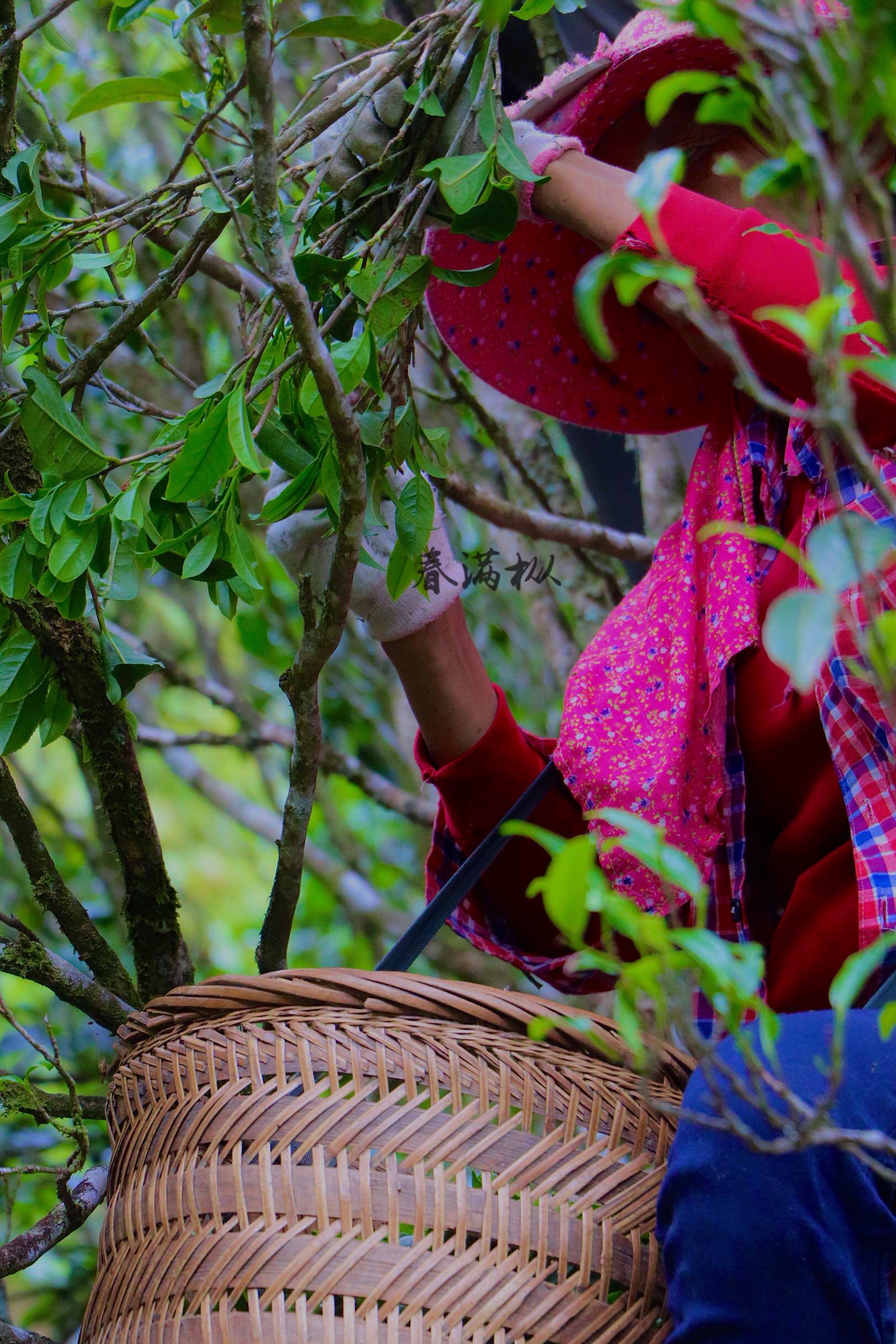 单丛老枞八仙42g乌岽年老茶树古树凤凰凤凰单丛