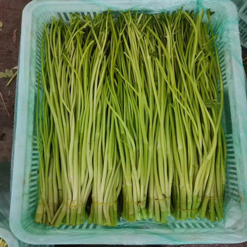去根去叶水芹芹菜新鲜蔬菜时令净菜当季食用叶菜类