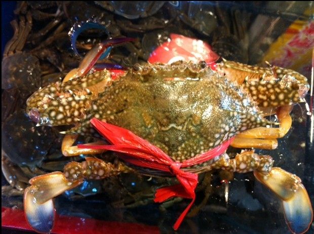 鲜活梭子大连飞蟹公母海螃蟹花盖海鲜满肉无45两梭子蟹