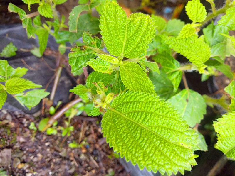 贵州草药红活麻根中药材红禾红火麻小红麻农产品其他药食同源食品