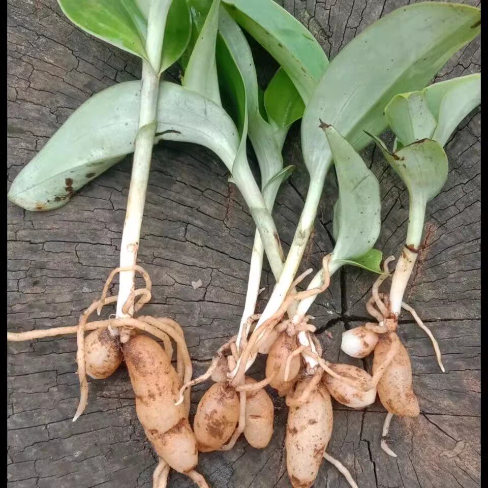 双肾贵州山货干货中药材参双肾草双肾果鸡肾参无其他药食同源食品