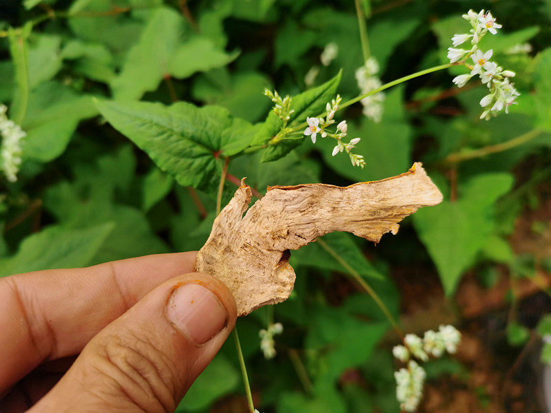贵州野荞麦根干片中药材野南开金锁银开野荞兰其他药食同源食品