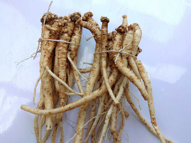 党参贵州新鲜野生500g深山密林采挖天然狮头参包其他药食同源食品