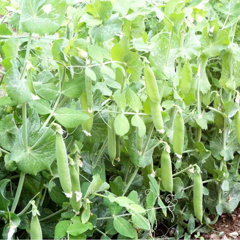 豌豆生新农家自种杂粮寒豆麦豆5斤包邮其它