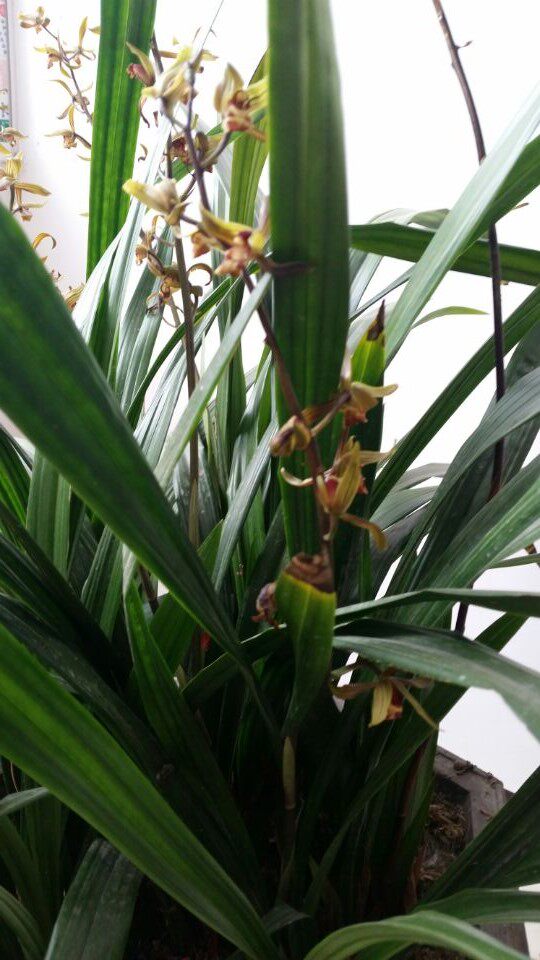 麻栗坡老山兰花墨兰老山特产室内外盆栽花卉绿色裸根不带土包邮