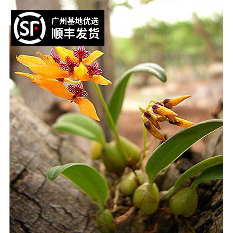 兰花石豆兰大豆石斛附生植物生命力顽强雨林造景绿植