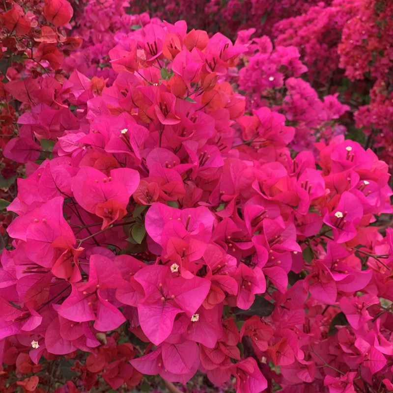 忘言园艺三角梅水红5加仑高度1618米冠幅6080cm原生苗