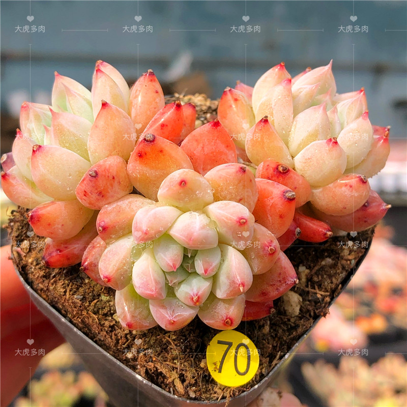 多肉冰橙植物新品杂交韩国进口精品多肉植物