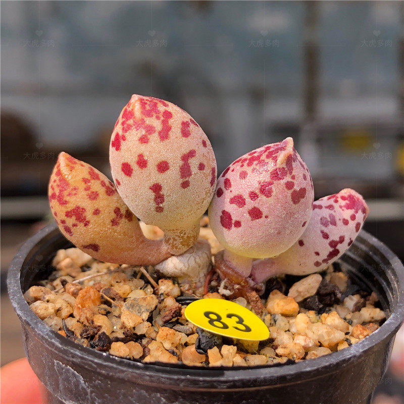 海豹多肉水泡稀有韩国进口粉嫩正版一物一拍多肉植物