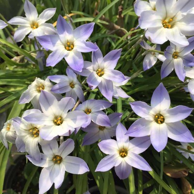 现货 深蓝浅蓝色花韭种球多色可选多年生球根植物新手推荐3球