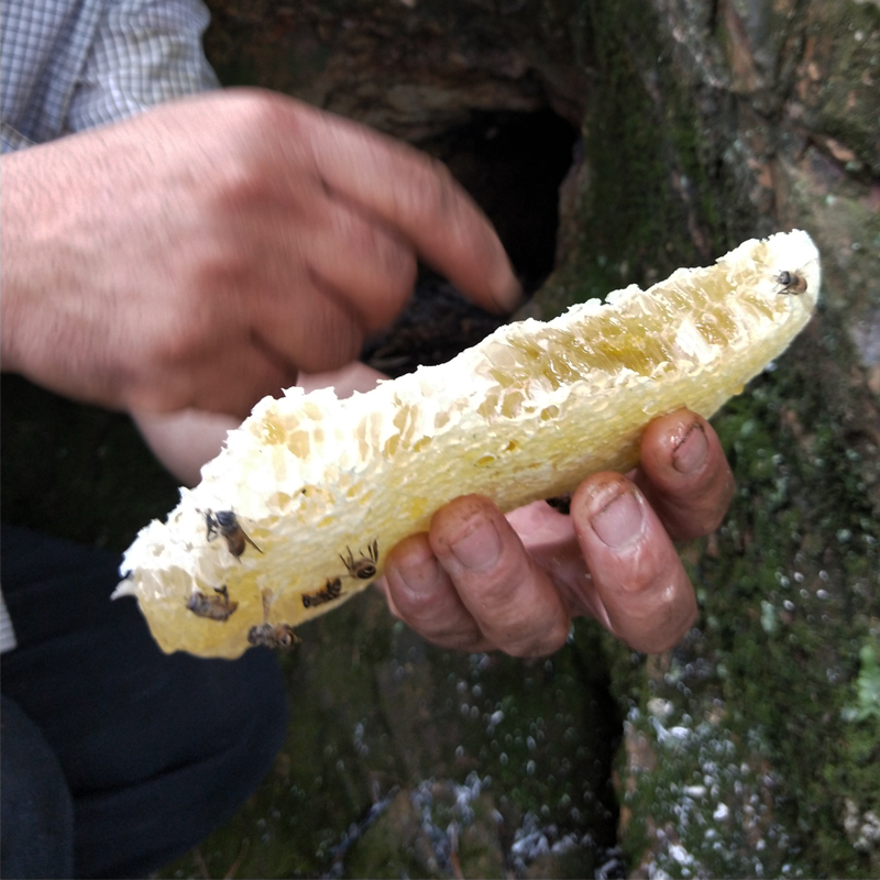 纯天然野生蜂蜜500g 树洞蜜石洞蜜原生态农家土蜂蜜百花蜜中蜂