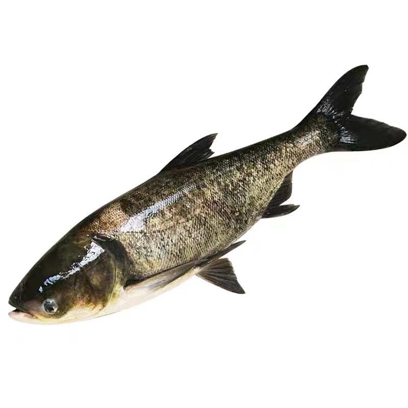 优质花鲢鱼苗大头鳙鱼胖头鱼芝麻花包头白鲢鱼